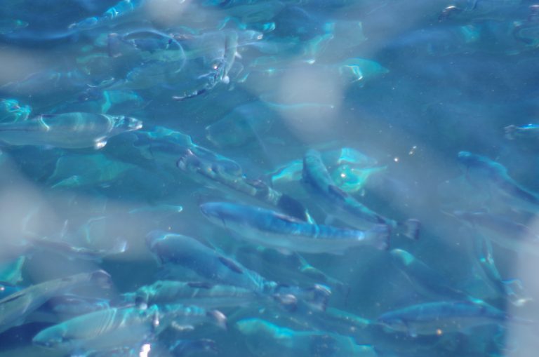 Blockchain can revitalize trust in seafood industry by boosting transparency