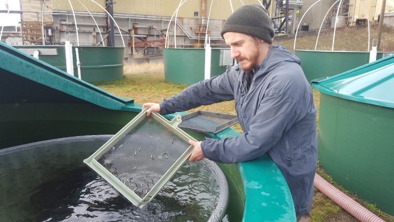 Three-quarters of a million chum salmon smolts wiped out after vandals damage British Columbia hatchery