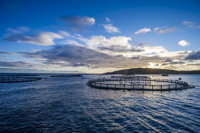 Mowi looks for microplastics in its farmed salmon