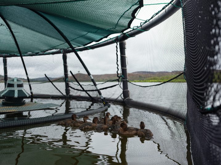 World’s rarest duck saved from extinction thanks to salmon cages