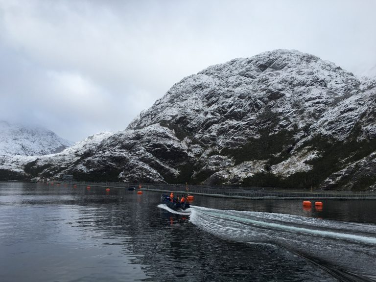 Authorities project 76 % growth in salmon stocking in Magallenes this year