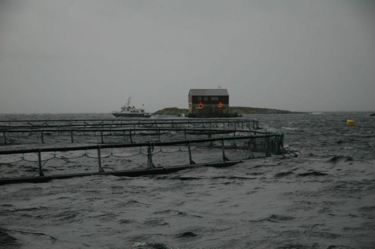 Salmon price falls back due to increased harvest