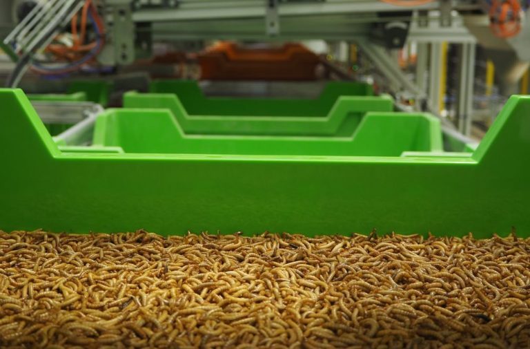 Is the sustainability story taking the wrong turn? The case of insects in the animal feed