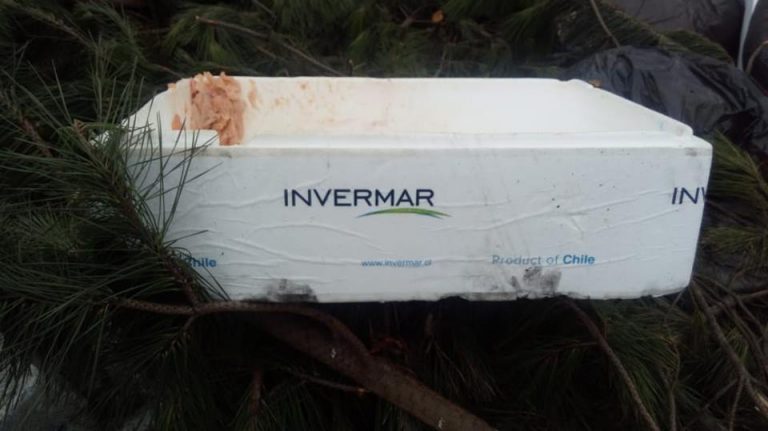 Rotting salmon in branded boxes causes stink in Chile