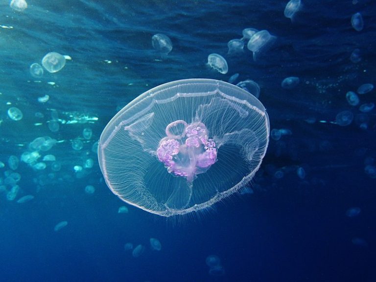 Huon Aquaculture downgrades production forecast because of jellyfish