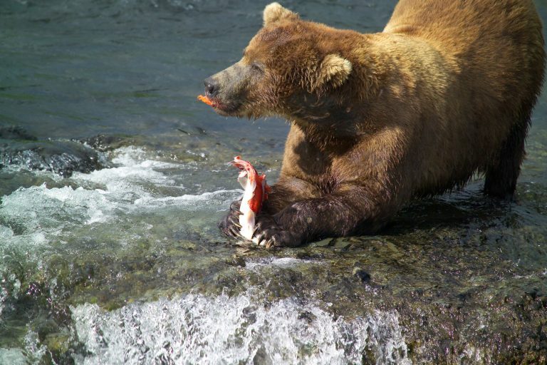 Valentine’s Day promotion lets you name a salmon after your ex before it’s fed to bears