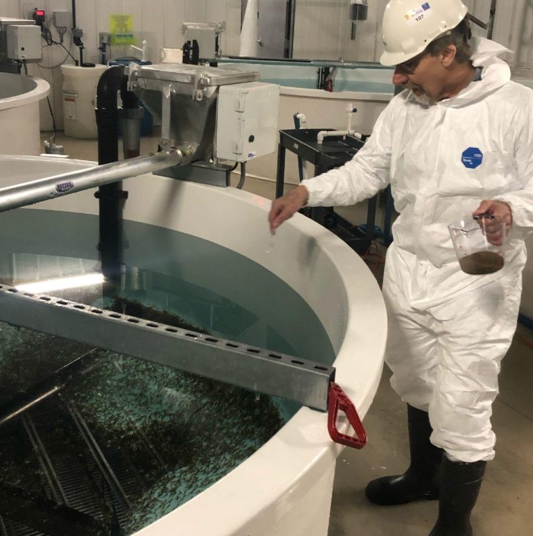 Atlantic Sapphire move first two commercial batches of salmon from hatchery to brand new start-feeding unit