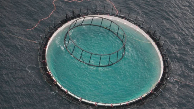 Huon Aquaculture kingfish farm ends two years into five-year trial