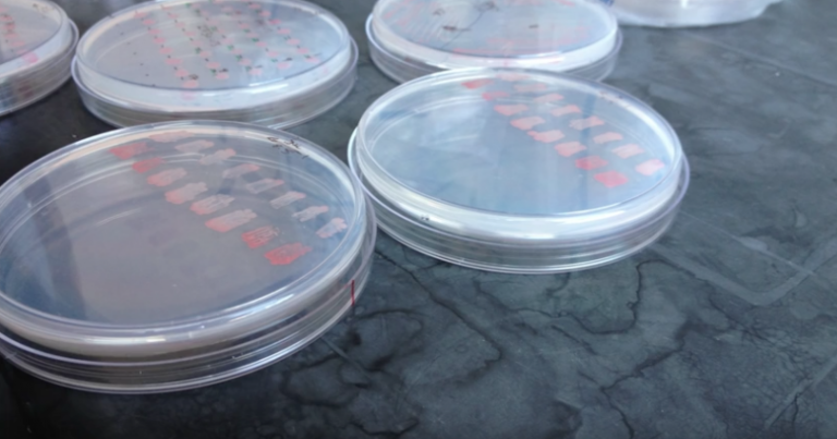Single cell alternative aquafeed firm gets FDA recognition