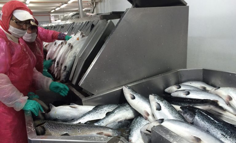 Australis Seafoods completes aquisition for Magallenes processing plant