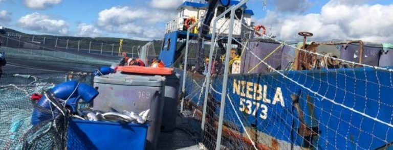Salmones Camanchaca loses 123 tonnes of salmon to deadly algae bloom