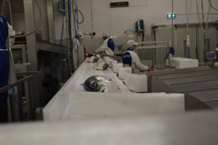Increased harvesting volumes are pushing down the salmon spot price