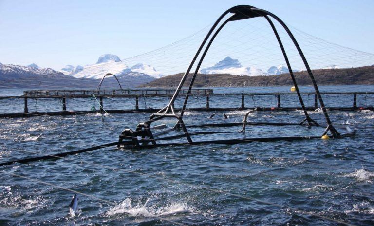 Increased harvest volumes send salmon price down
