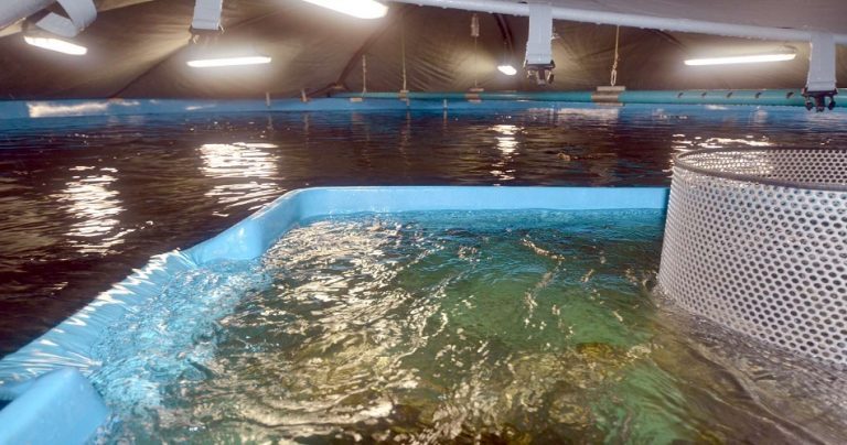 USD 30 million RAS smolt farm site planned in Chile