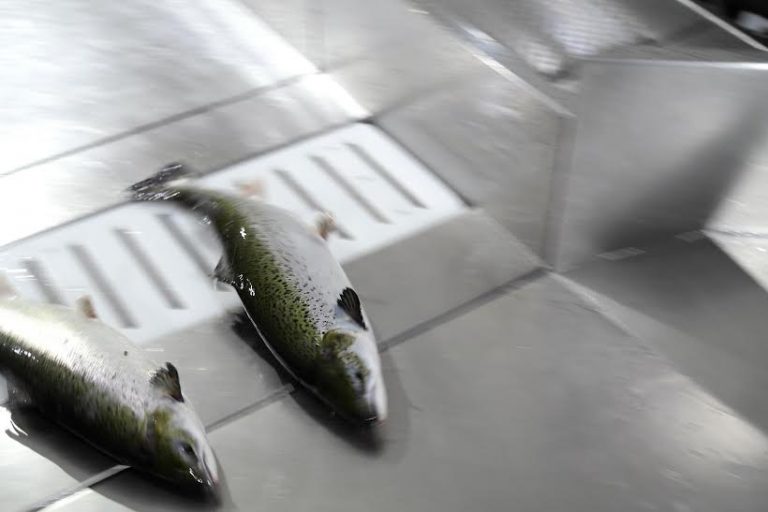 Salmon price on the rise into Easter