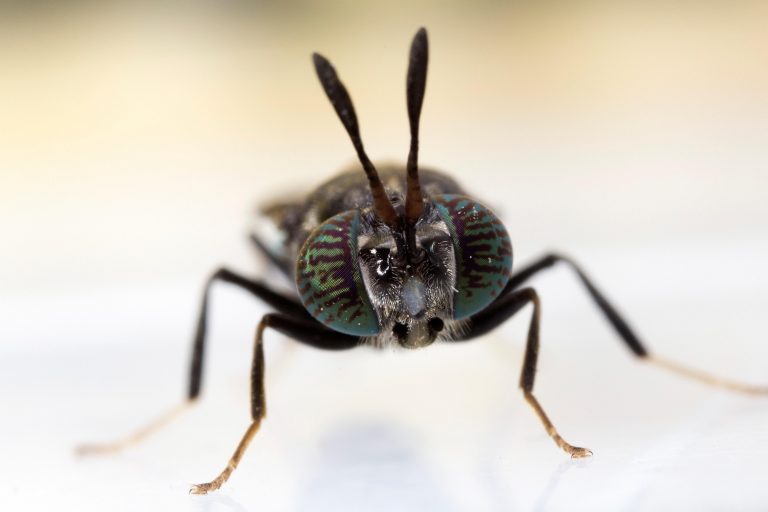 BioMar sees positive test results from insect meal