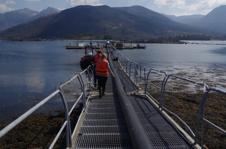 SSPO says social distancing in salmon farms and processors is more challenging
