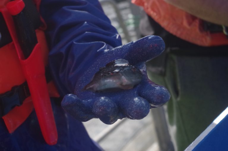 40 per cent of Mowi lumpfish died in wellboat accident
