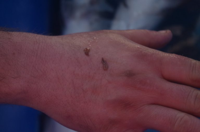 New sea lice rules to be introduced in 2020 with weekly reports required from each facility