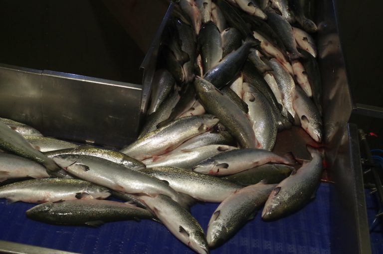 China salmon exports halted but “there’s not going to be a glut of salmon around in Europe”