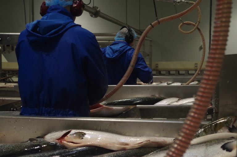 Salmon processing and the end of UK/EU free movement: “Businesses will seriously have to think about it”
