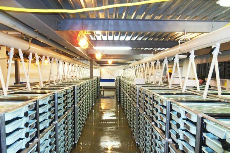 Mowi’s Indian Head Hatchery expansion has to undergo new environmental assessment