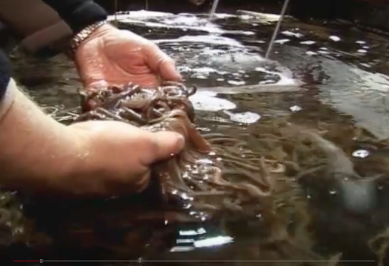 The strange case of the con and the ragworm ponds