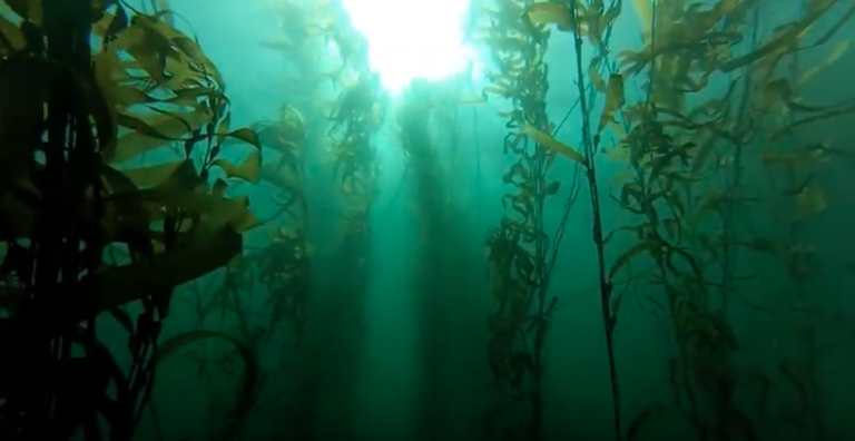 Tasmania’s largest salmon producer looks to giant kelp to help balance nutrients in fish pens