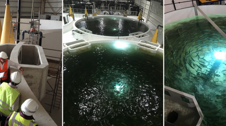 “This proves that it is possible to produce salmon in the desert”