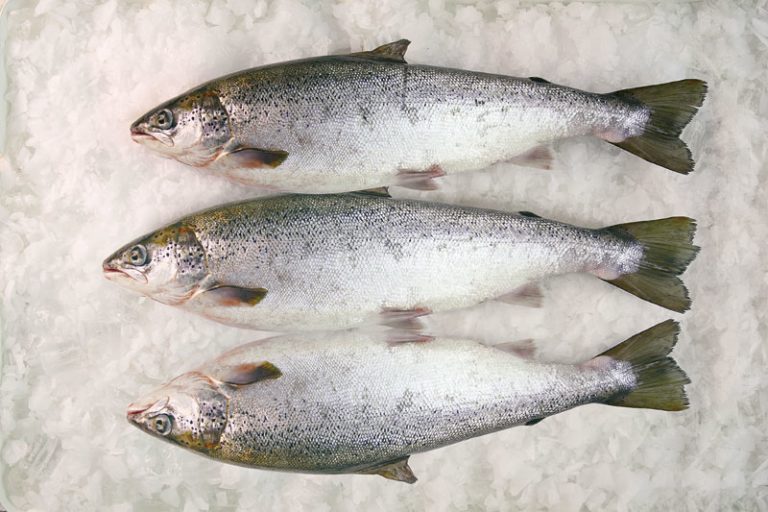 Locally farmed salmon goes on sale for first time in Dubai