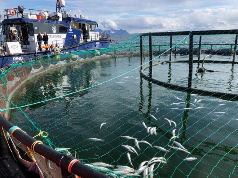 Even more evacuations and dead fish due to the algae bloom in Norway