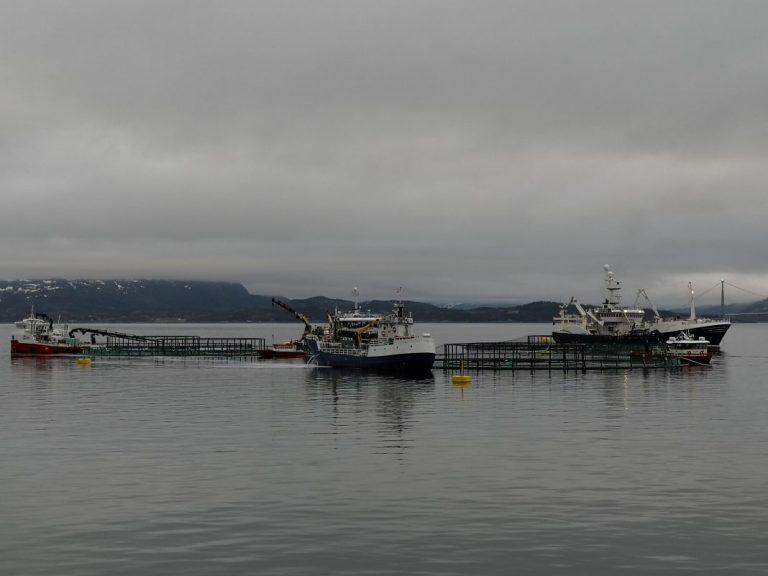 Updated losses from toxic algae bloom: 11.600 tonnes of salmon
