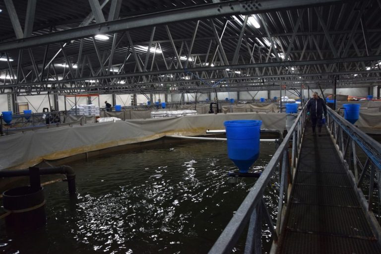 “The salmon is almost another species when farming on land”