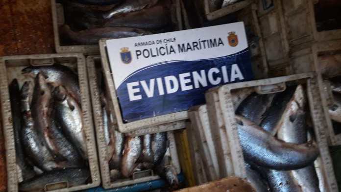 Crew detained after police discover six tonnes of undocumented salmon onboard