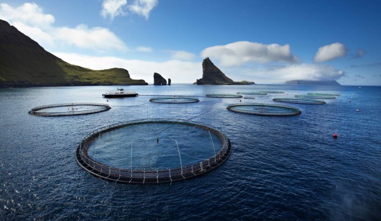 Pressure on small fish dampens salmon prices