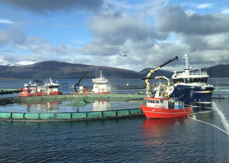 Ballangen Sjøfarm has lost over 3,000 tonnes of salmon from the algae bloom