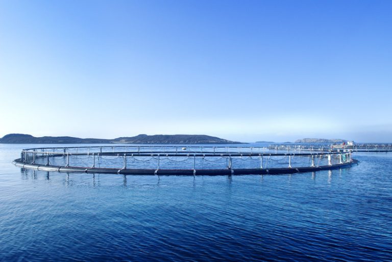 NRS suspects ISA in area which has 2.3 million salmon  in it