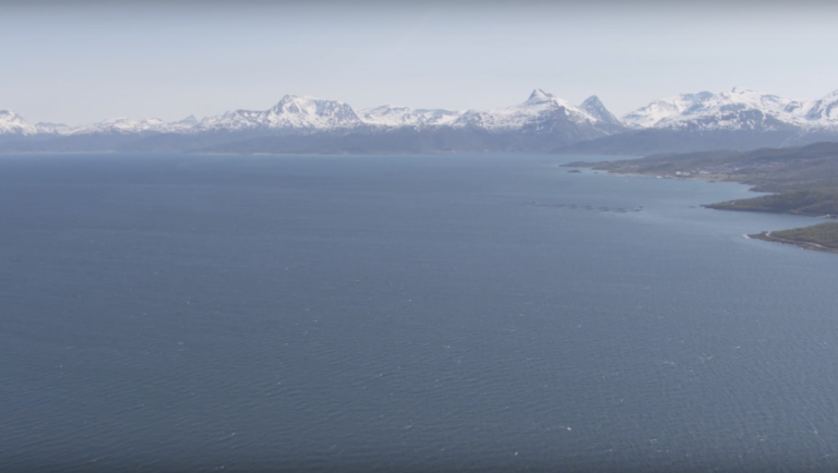 Algae bloom causes mortalities in Northern Norway