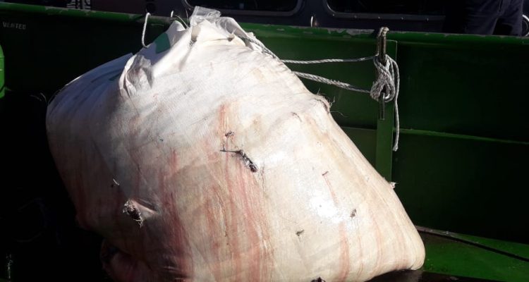 Sernapesca supervised mismanagement of fish mortality – found dead salmon in sacks