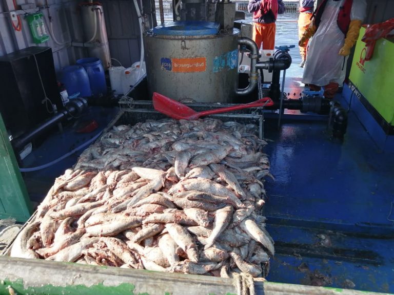 Authorities issue Invermar with provisional measures over salmon mortality mismanagement