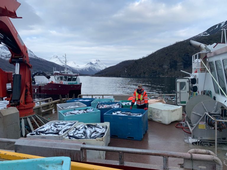 The algae bloom has cost Norwegian salmon farmers at least € 84 million