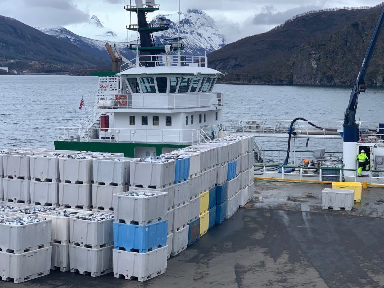 Farmers have lost more than 10,000 tonnes of salmon from the algae bloom
