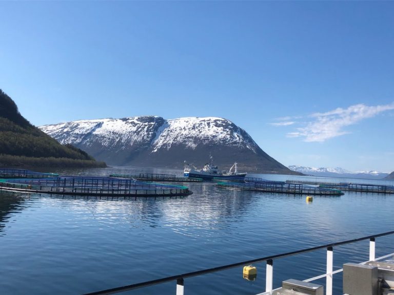 Nordlaks has lost up to 1.3 million salmon to algae bloom – evacuating remaining fish in the area