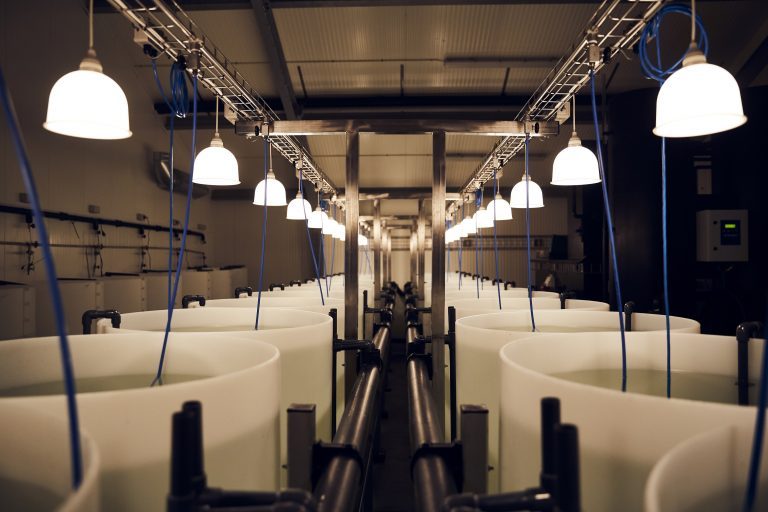 “We have over 300 fishtanks where we test different feed”