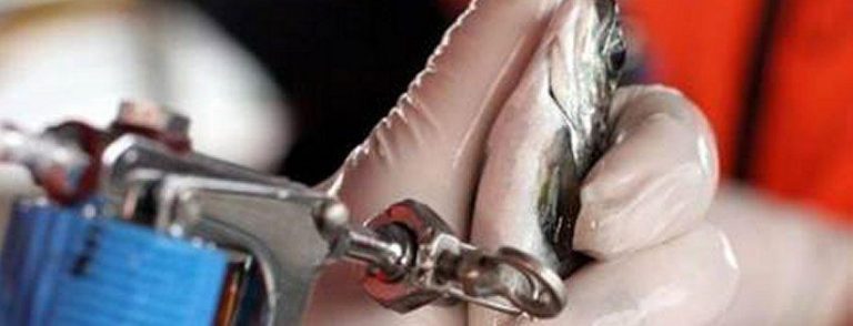 Salmon farmer who allegedly ran “clandestine” vaccine clinic risks fine