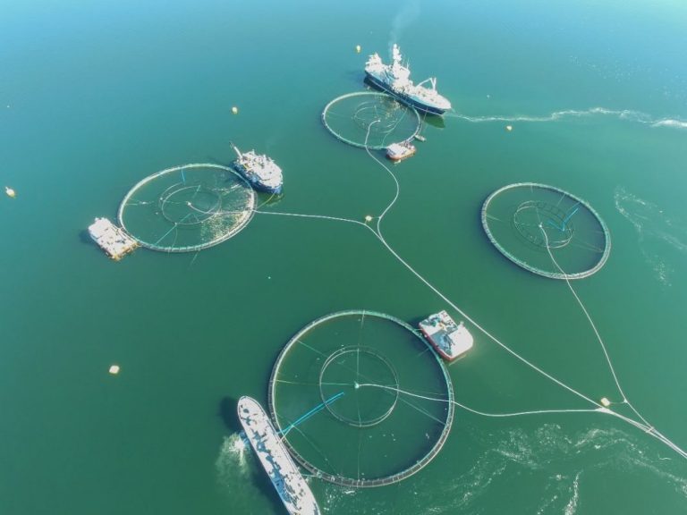 New algae attack eradicated Cermaq site