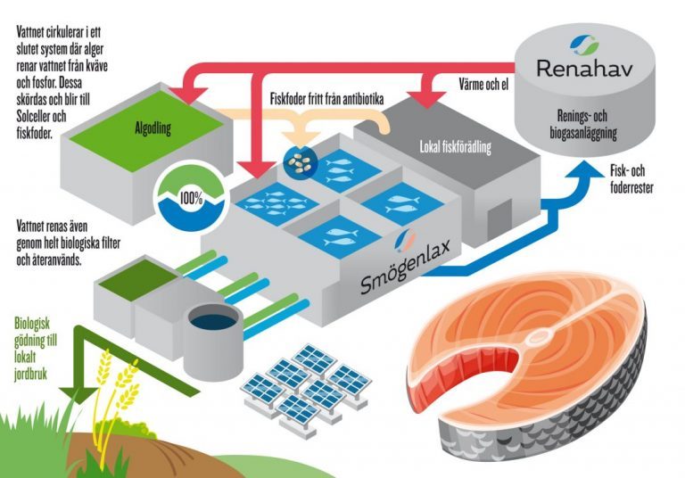 Project aims to produce 4,000 tonnes of land-raised salmon a year in Sweden