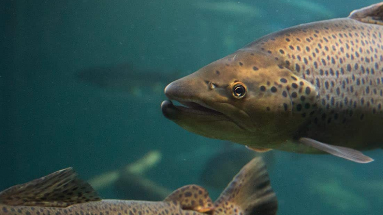 Third player enters the ring to join Maine’s land-based salmon farming boom