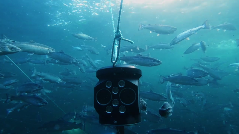 Machine learning aquaculture startup raises $10 million Series A financing