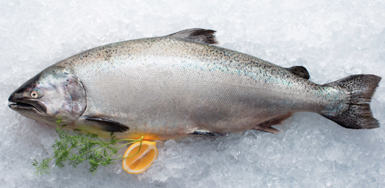 Sanford trims down workforce to focus on salmon processing